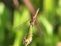 Trithemis arteriosa