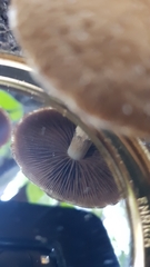 Lacrymaria asperospora