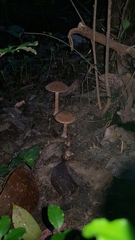 Lacrymaria asperospora