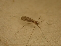 Trichocera