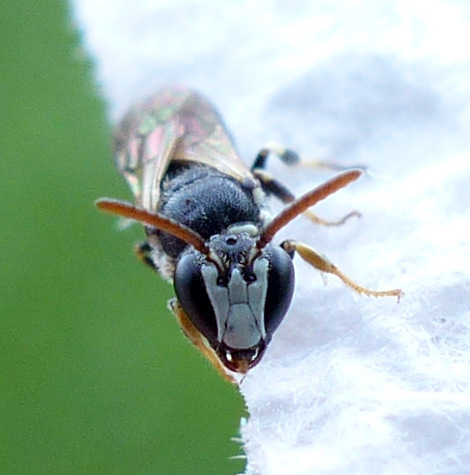 Hylaeus