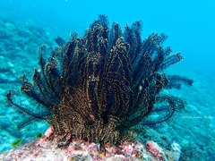 Crinoidea
