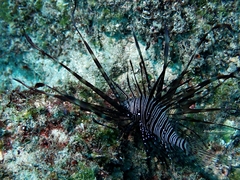 Pterois