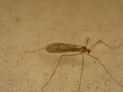 Trichocera