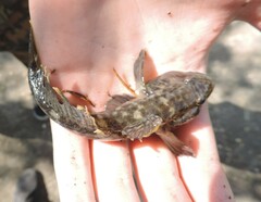 Neogobius fluviatilis