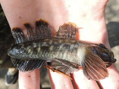 Neogobius fluviatilis