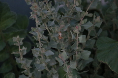 Atriplex halimus