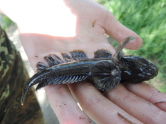 Neogobius fluviatilis