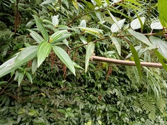 Boehmeria densiflora