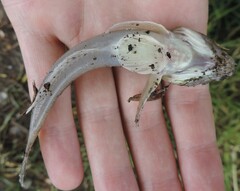 Neogobius fluviatilis