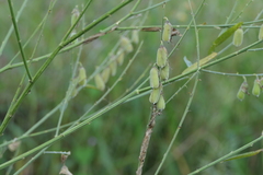 Crotalaria juncea
