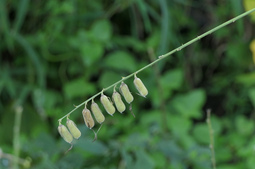 Crotalaria juncea
