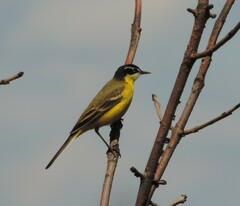 Motacilla flava feldegg