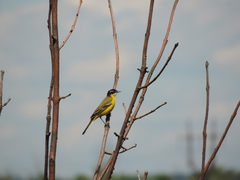 Motacilla flava feldegg