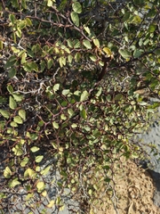 Ziziphus hajarensis