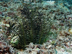 Crinoidea