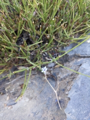Lavandula subnuda