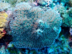 Galaxea fascicularis