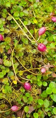 Lobelia angulata