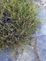 Lavandula subnuda