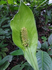 Spathiphyllum