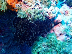 Crinoidea