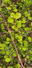 Coprosma tenuicaulis