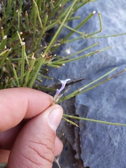Lavandula subnuda