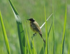 Motacilla flava feldegg