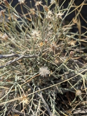 Convolvulus acanthocladus