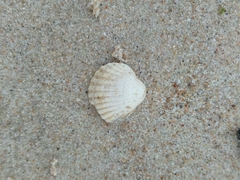 Cerastoderma
