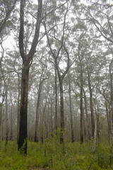 Eucalyptus tindaliae