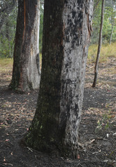 Eucalyptus tindaliae