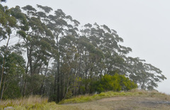 Eucalyptus tindaliae