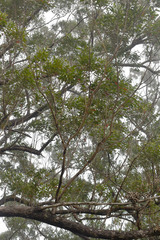 Eucalyptus tindaliae