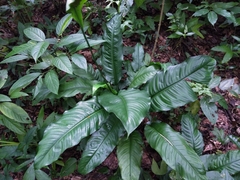 Spathiphyllum