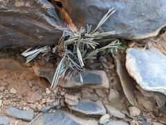 Actiniopteris semiflabellata