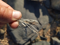 Actiniopteris semiflabellata