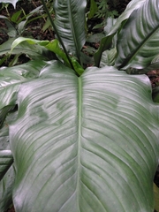 Spathiphyllum
