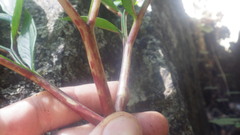 Amorphophallus ankarana image