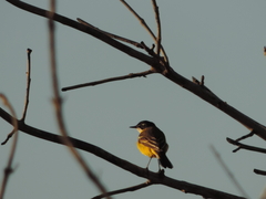 Motacilla flava feldegg