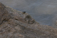 Pachygrapsus