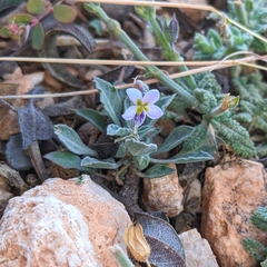 Viola cinerea