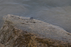 Pachygrapsus