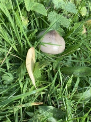 Macrolepiota mastoidea