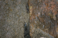 Pachygrapsus