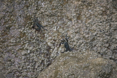 Pachygrapsus