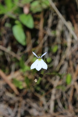 Diastatea