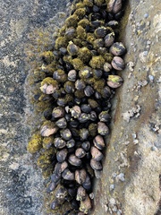 Brachidontes rostratus