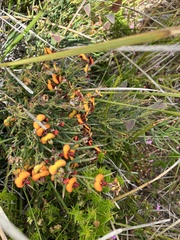 Daviesia brevifolia